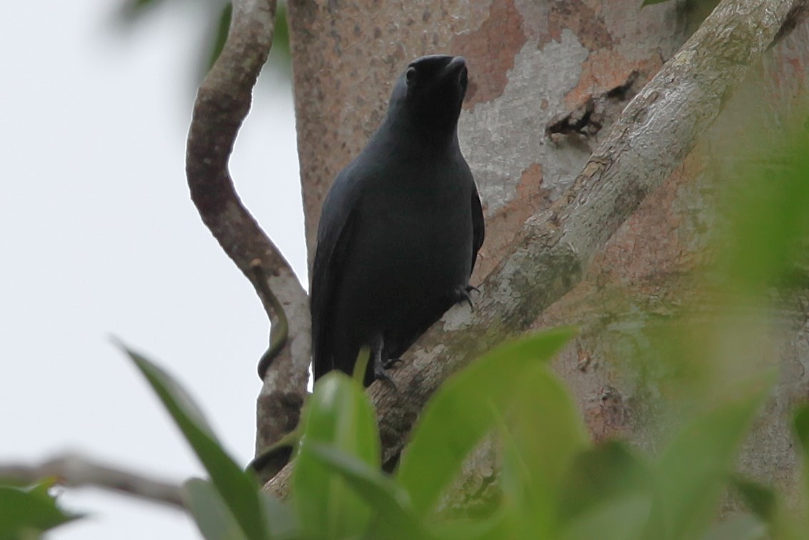Boyer's Cuckooshrike - ML640252149