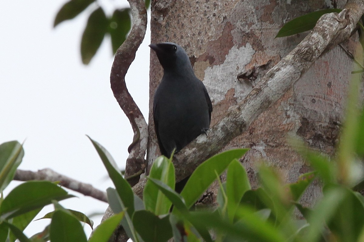 Boyer's Cuckooshrike - ML640252150