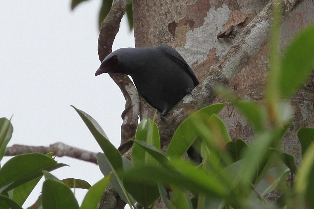 Boyer's Cuckooshrike - ML640252151