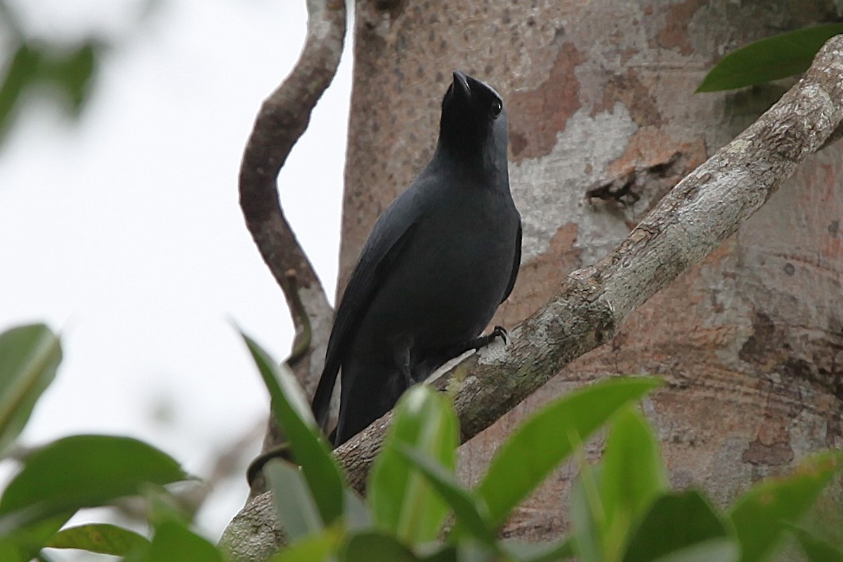 Boyer's Cuckooshrike - ML640252152