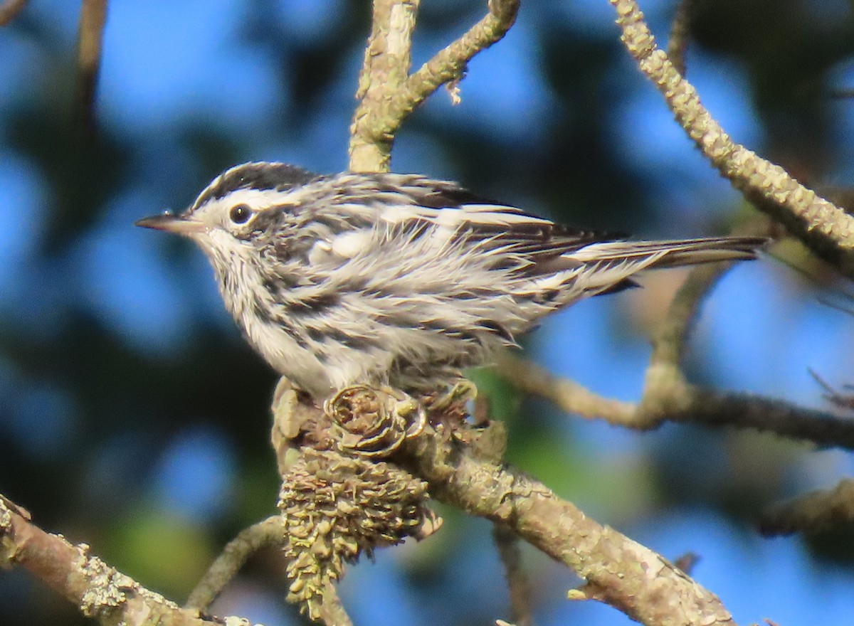 Black-and-white Warbler - ML640252167