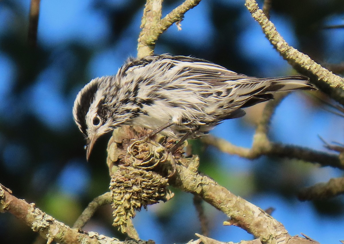 Black-and-white Warbler - ML640252181