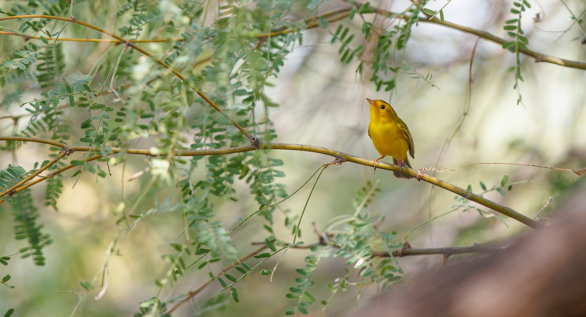 Wilson's Warbler - ML640252184