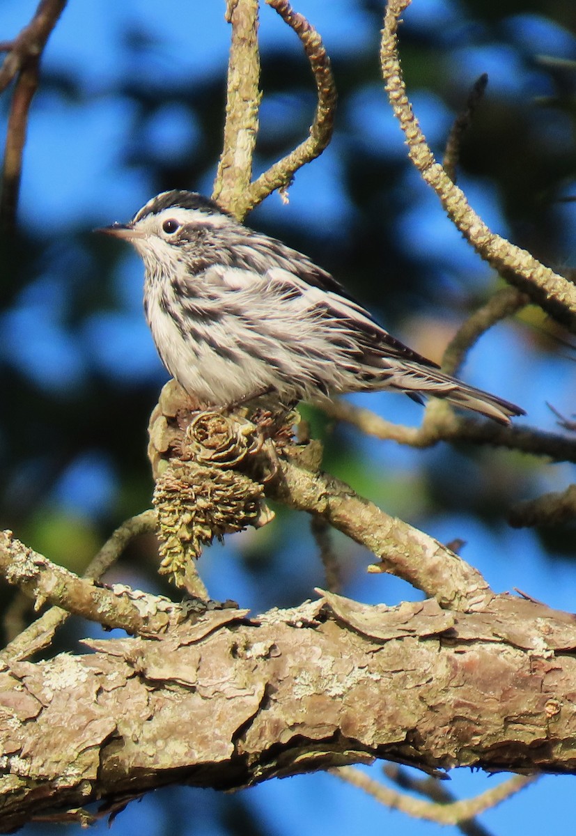 Black-and-white Warbler - ML640252186