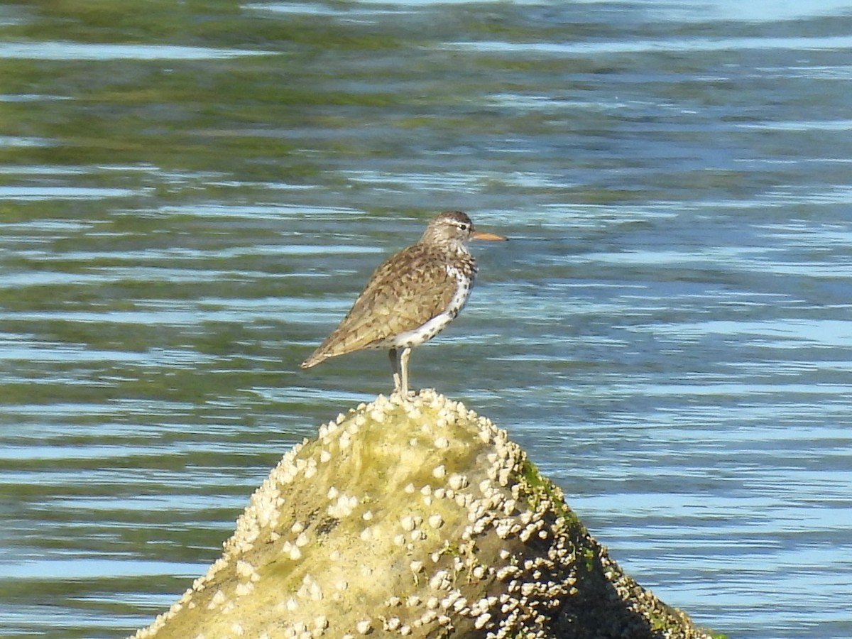 flekksnipe - ML640252202