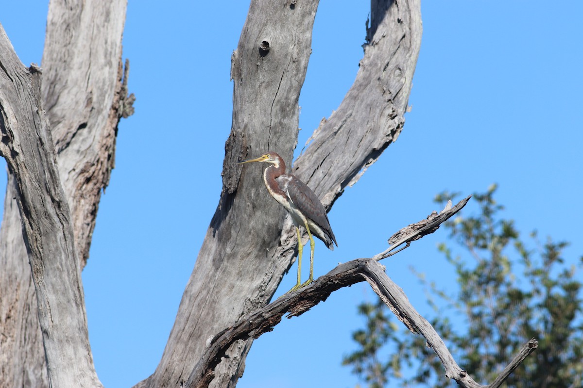 Tricolored Heron - ML640252227