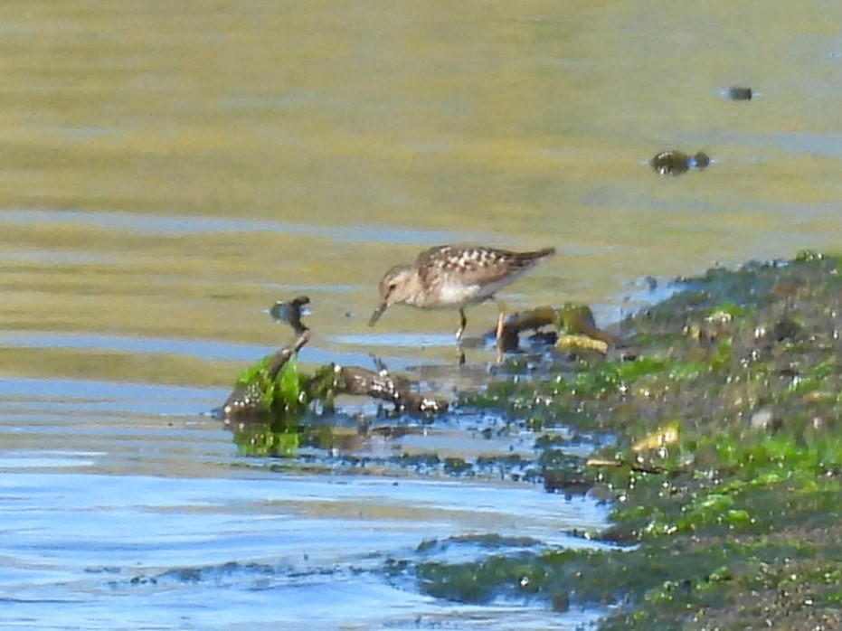 pygmésnipe - ML640252235