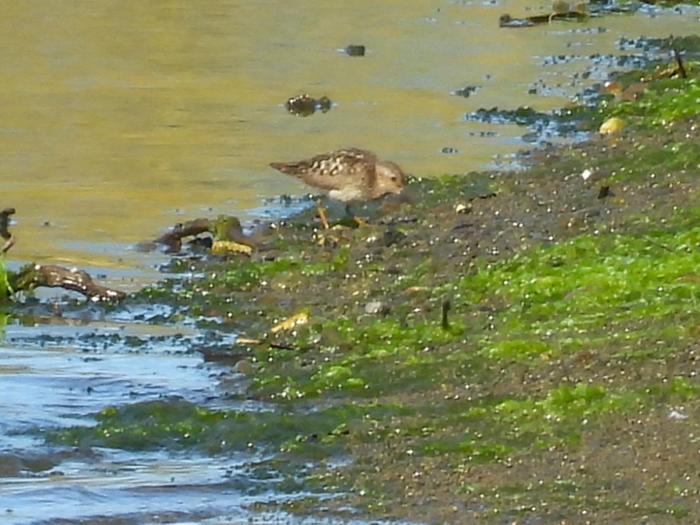 pygmésnipe - ML640252236