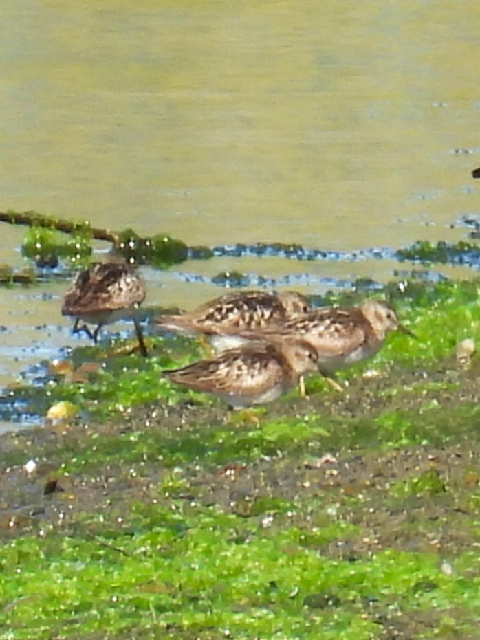 pygmésnipe - ML640252237
