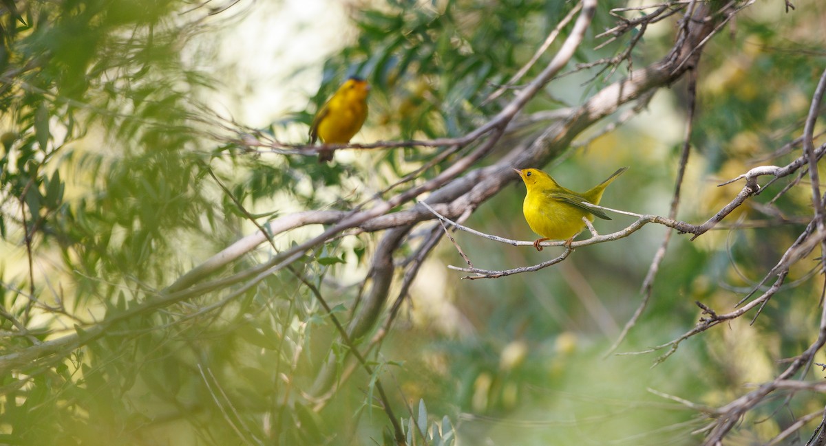 Wilson's Warbler - ML640252296