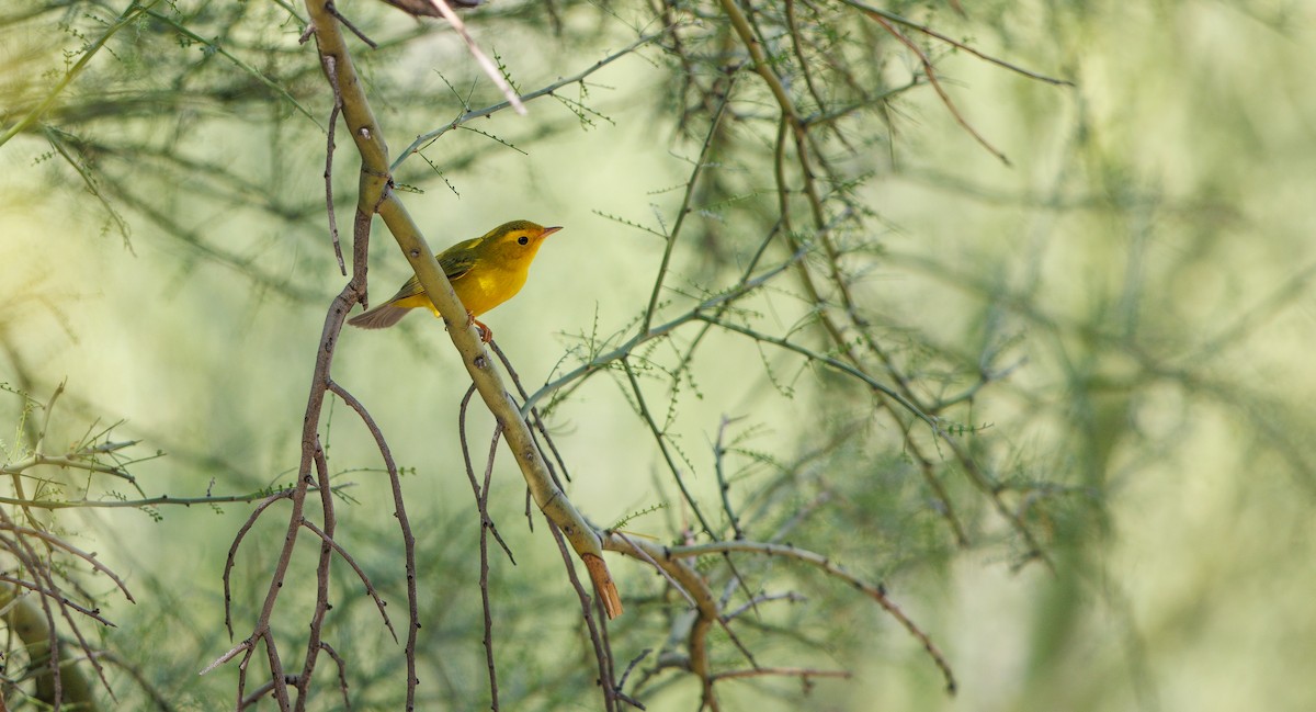 Wilson's Warbler - ML640252410