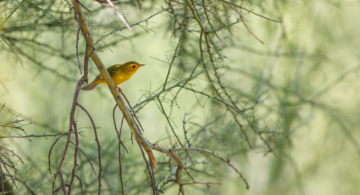Wilson's Warbler - ML640252430