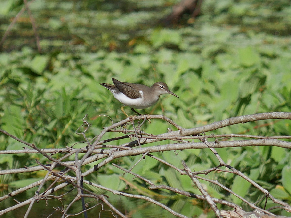 Spotted Sandpiper - ML640252453