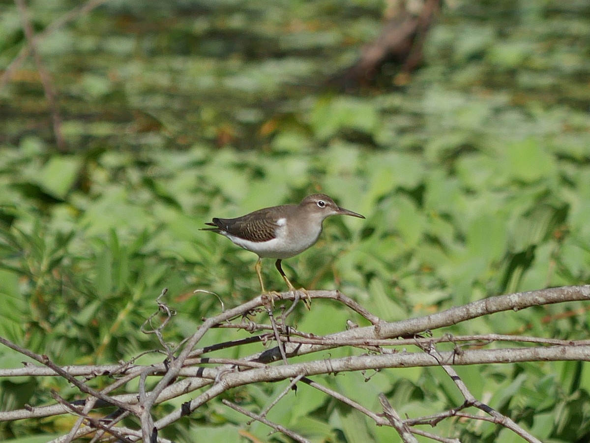 Spotted Sandpiper - ML640252454