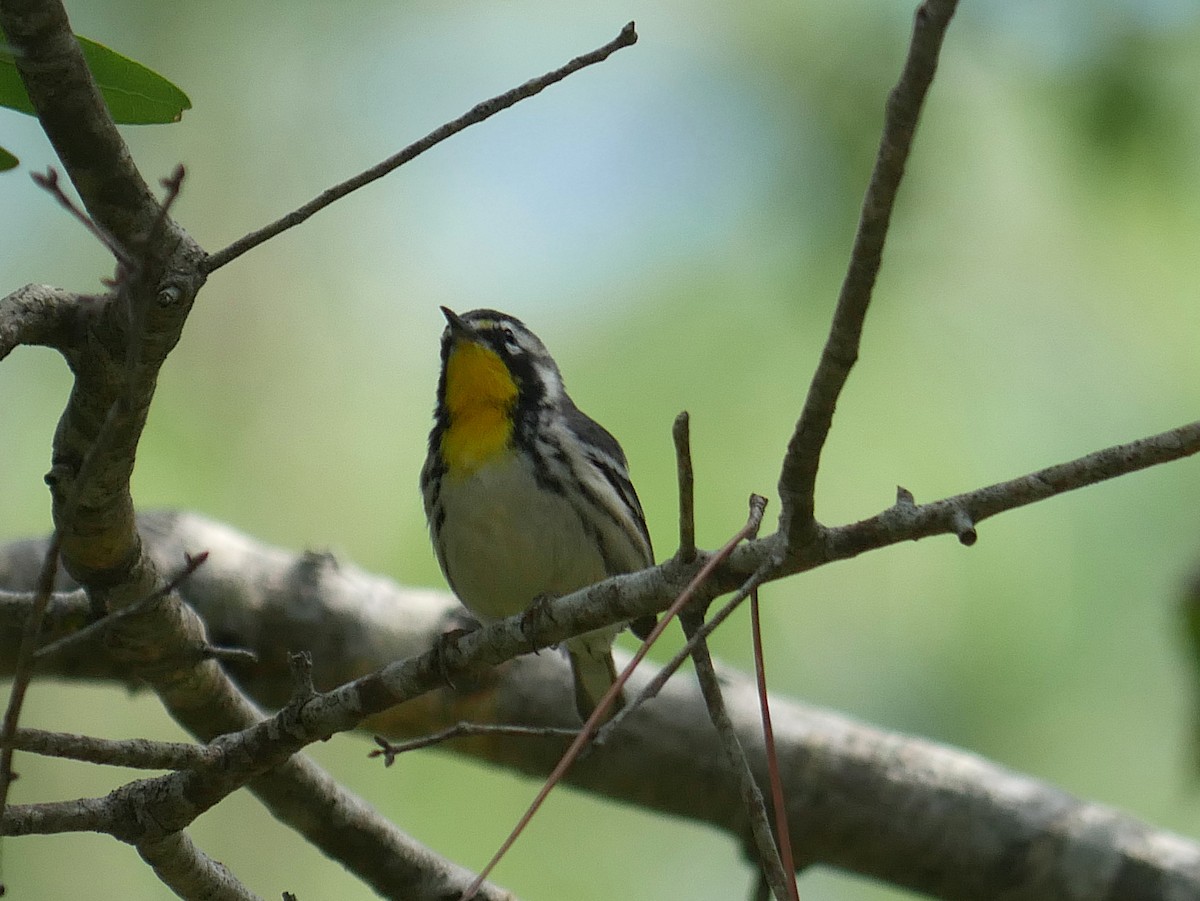 Yellow-throated Warbler - ML640252459