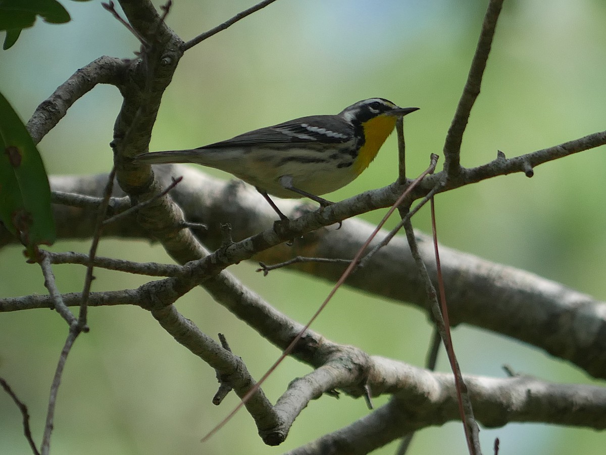 Yellow-throated Warbler - ML640252460