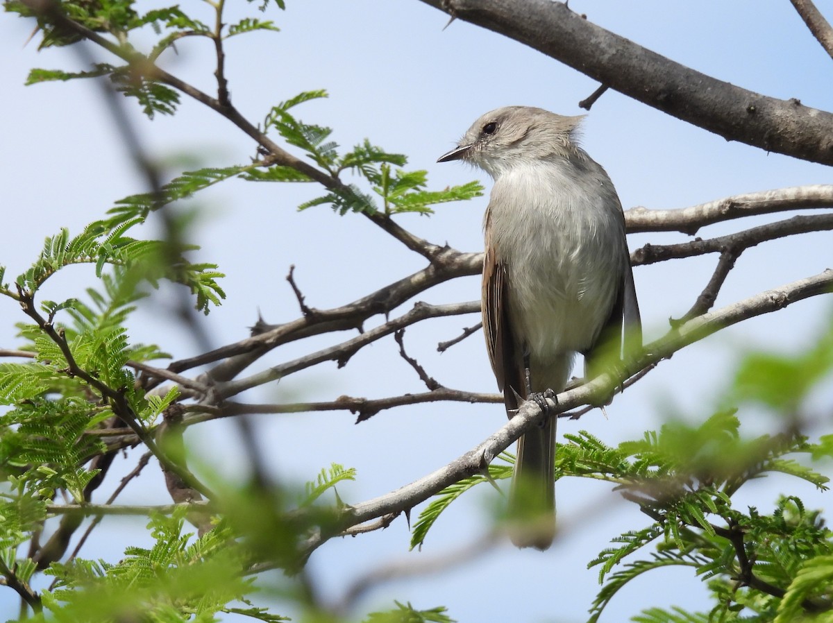 Tumbesian Tyrannulet - ML640252490
