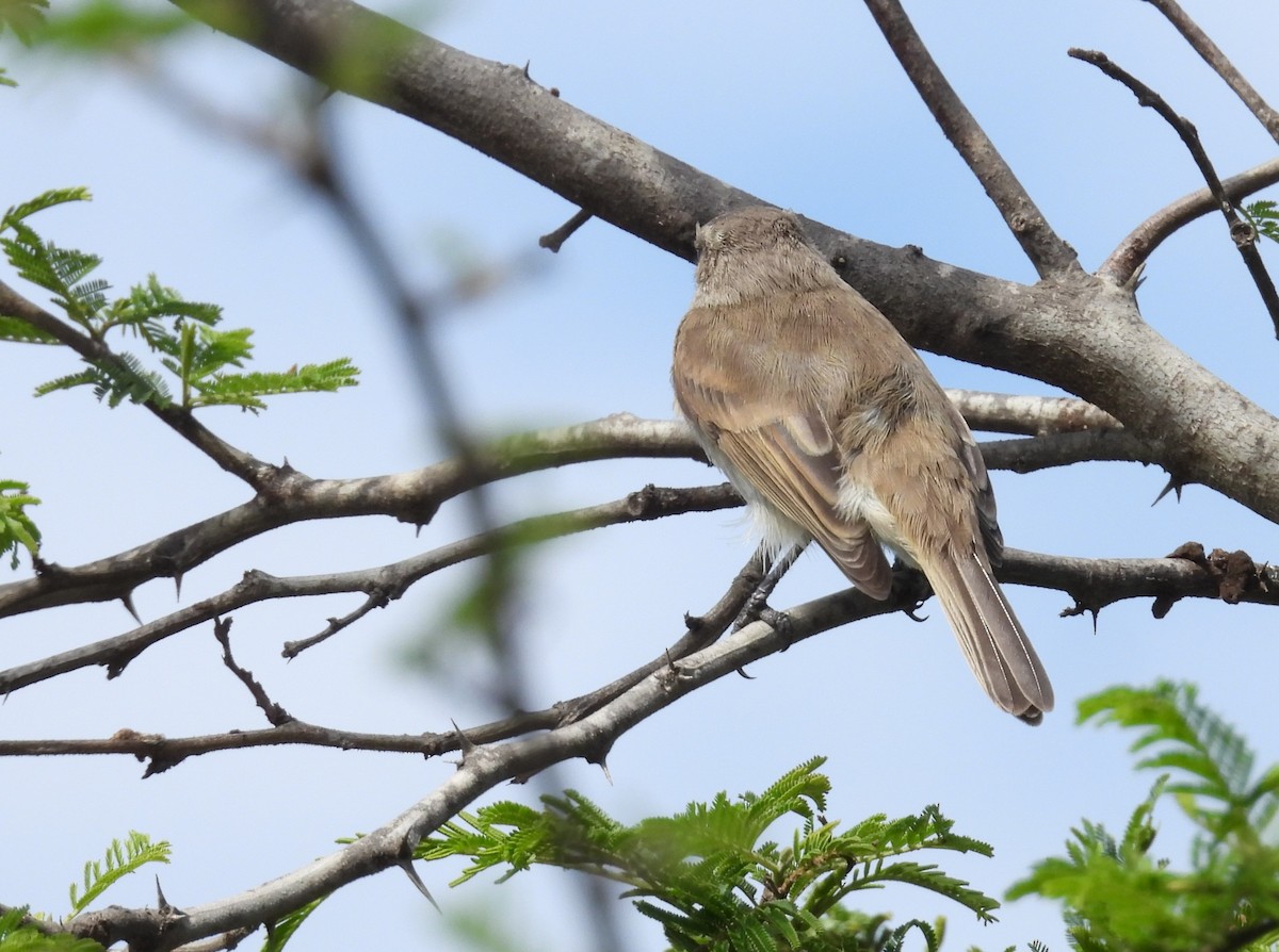 Tumbesian Tyrannulet - ML640252491