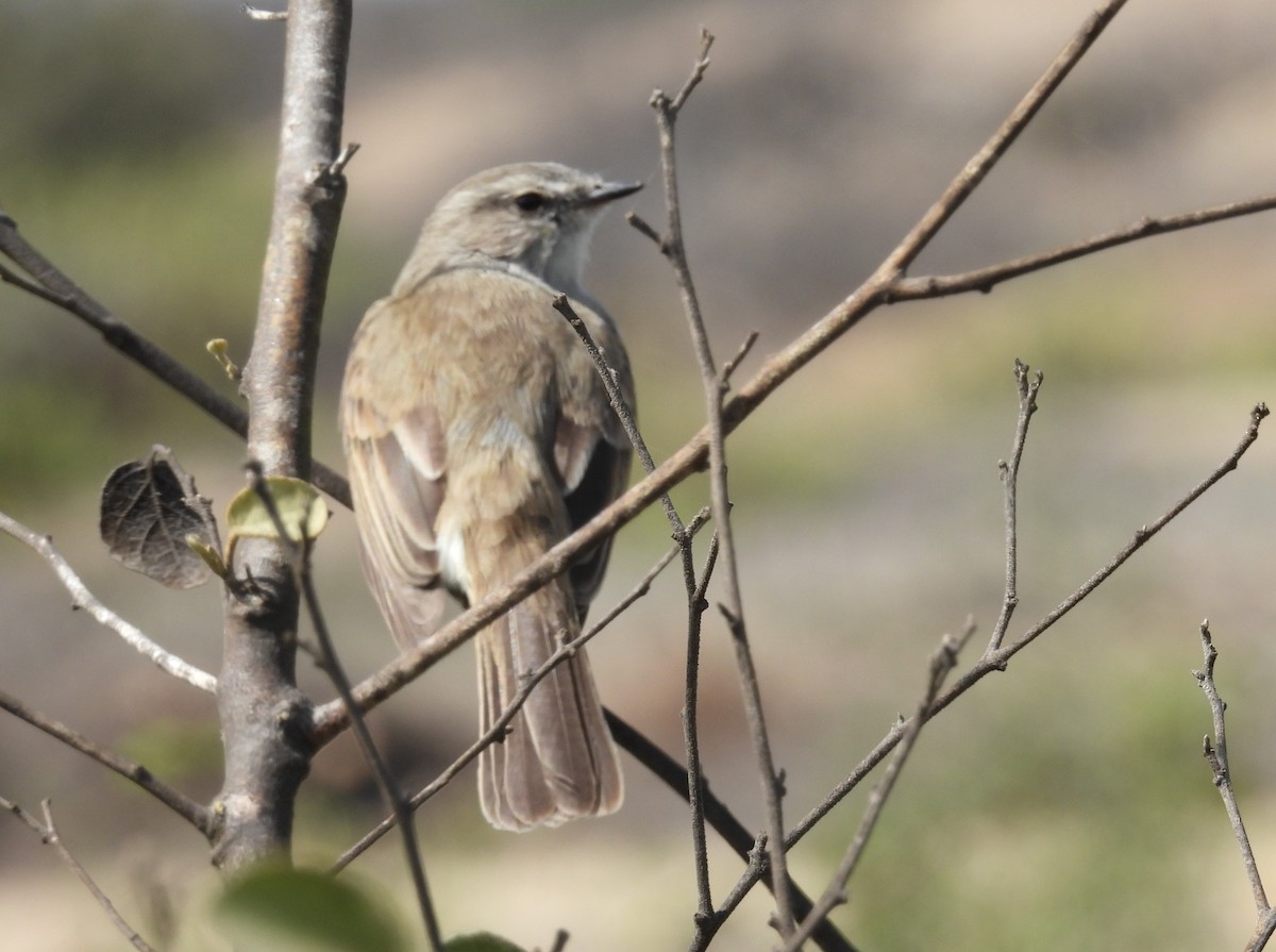 Tumbesian Tyrannulet - ML640252492