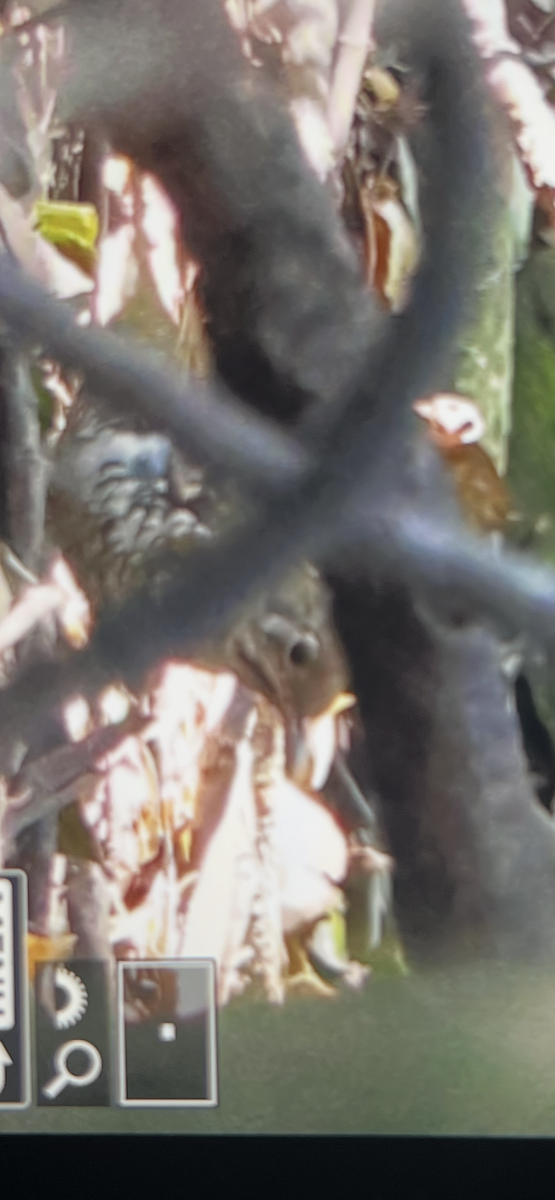 drozd šupinkohřbetý - ML640252561