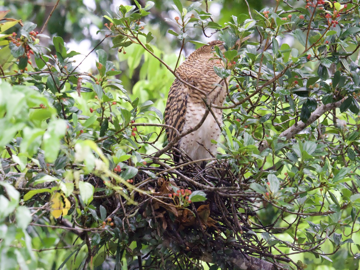 Bare-throated Tiger-Heron - ML640252677