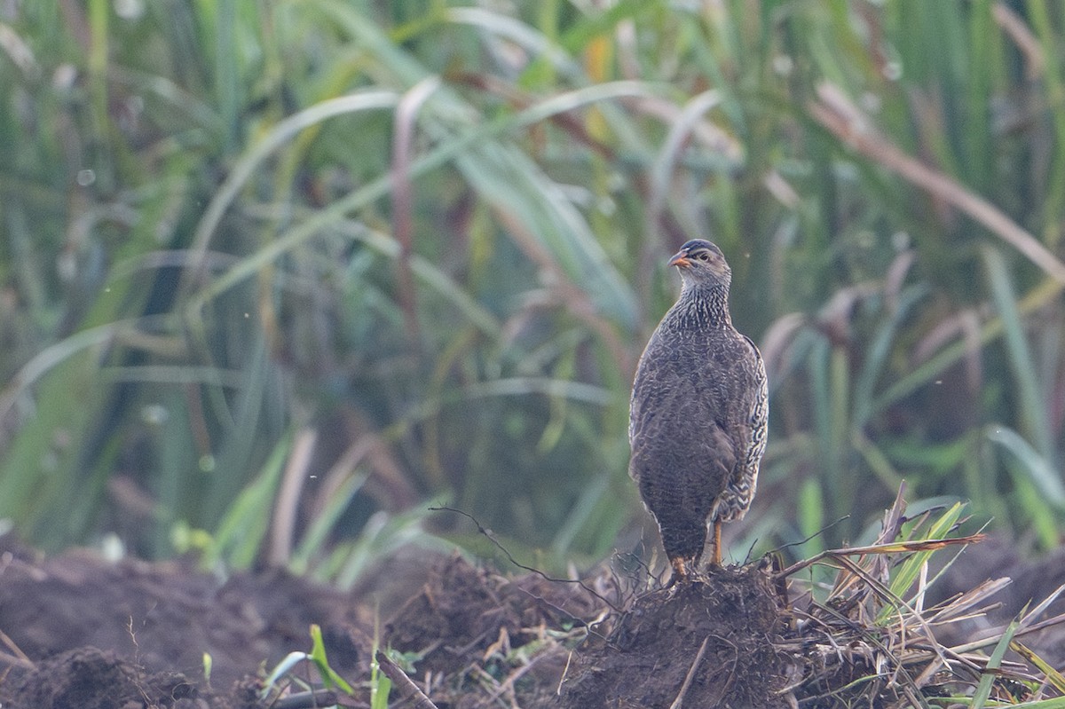 Heuglin's Spurfowl - ML640252718