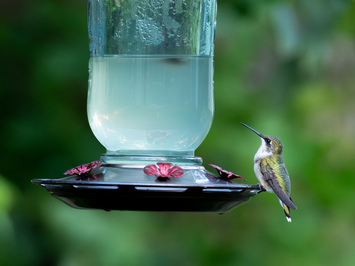 Ruby-throated Hummingbird - ML640252725