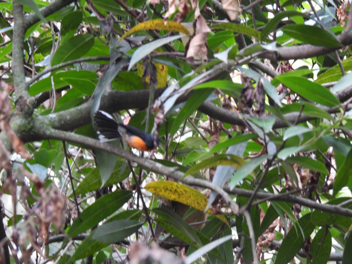 Slate-throated Redstart - ML640252847