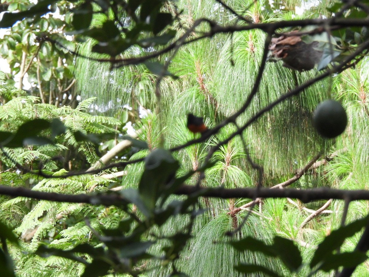 Slate-throated Redstart - ML640252848