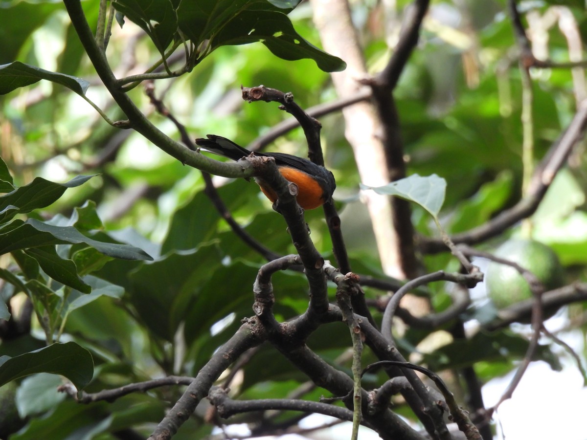 Slate-throated Redstart - ML640252849