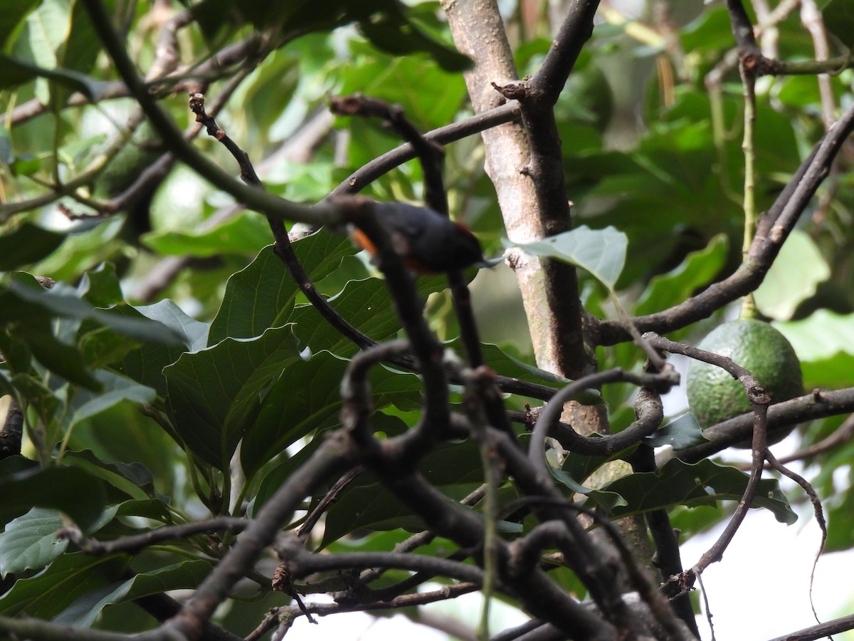 Slate-throated Redstart - ML640252850