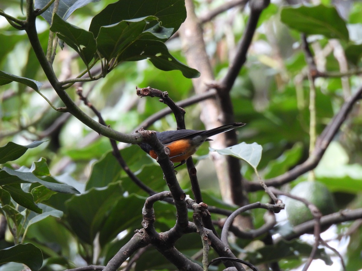 Slate-throated Redstart - ML640252851