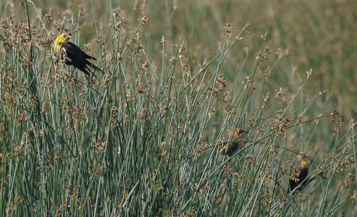 Yellow-headed Blackbird - ML640252871