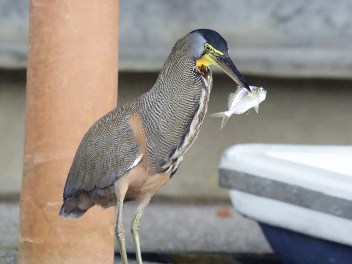 Bare-throated Tiger-Heron - ML640252900