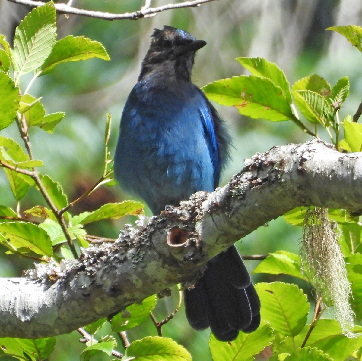 Steller's Jay (Coastal) - ML640252941