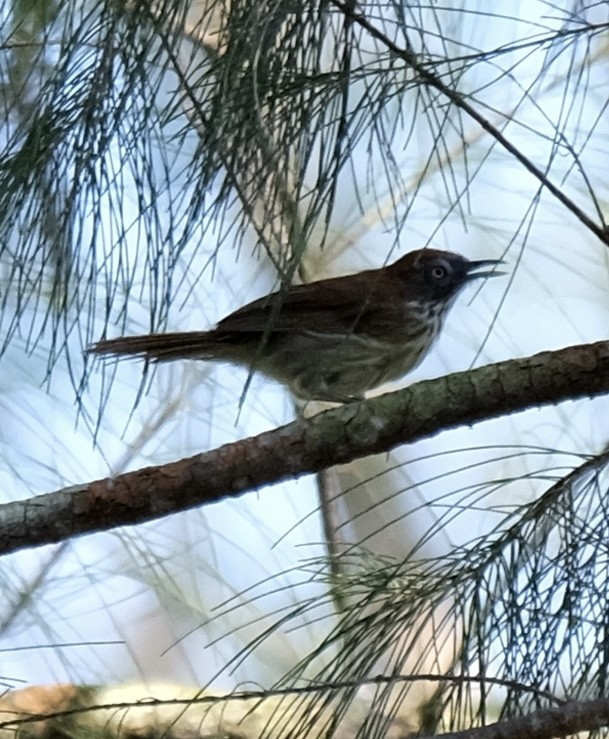 Bold-striped Tit-Babbler - ML640253015