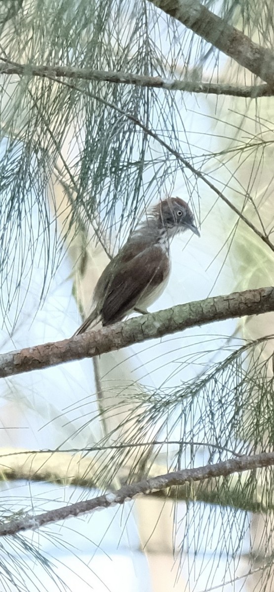 Bold-striped Tit-Babbler - ML640253016