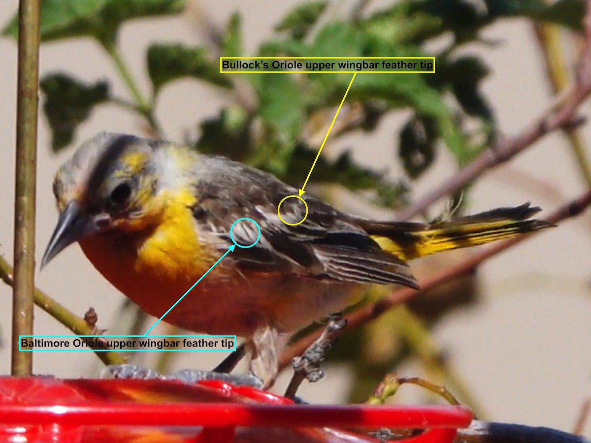 Bullock's/Baltimore Oriole - ML640253018