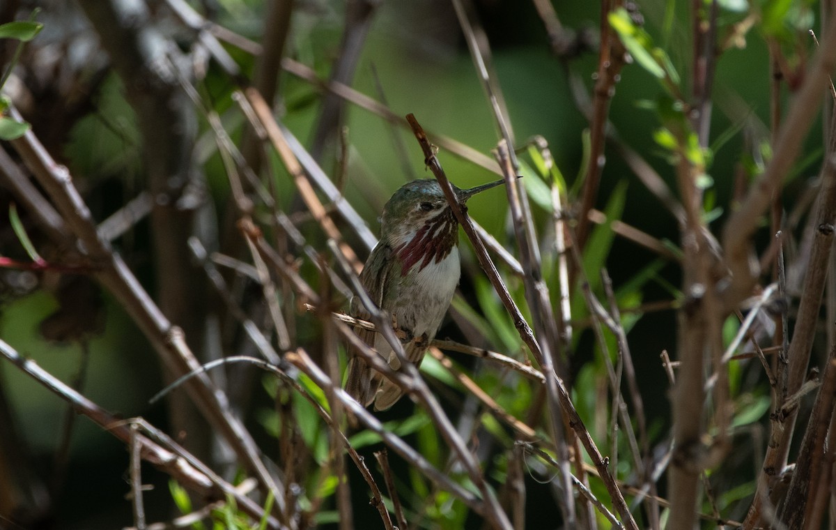 Colibri calliope - ML640253041
