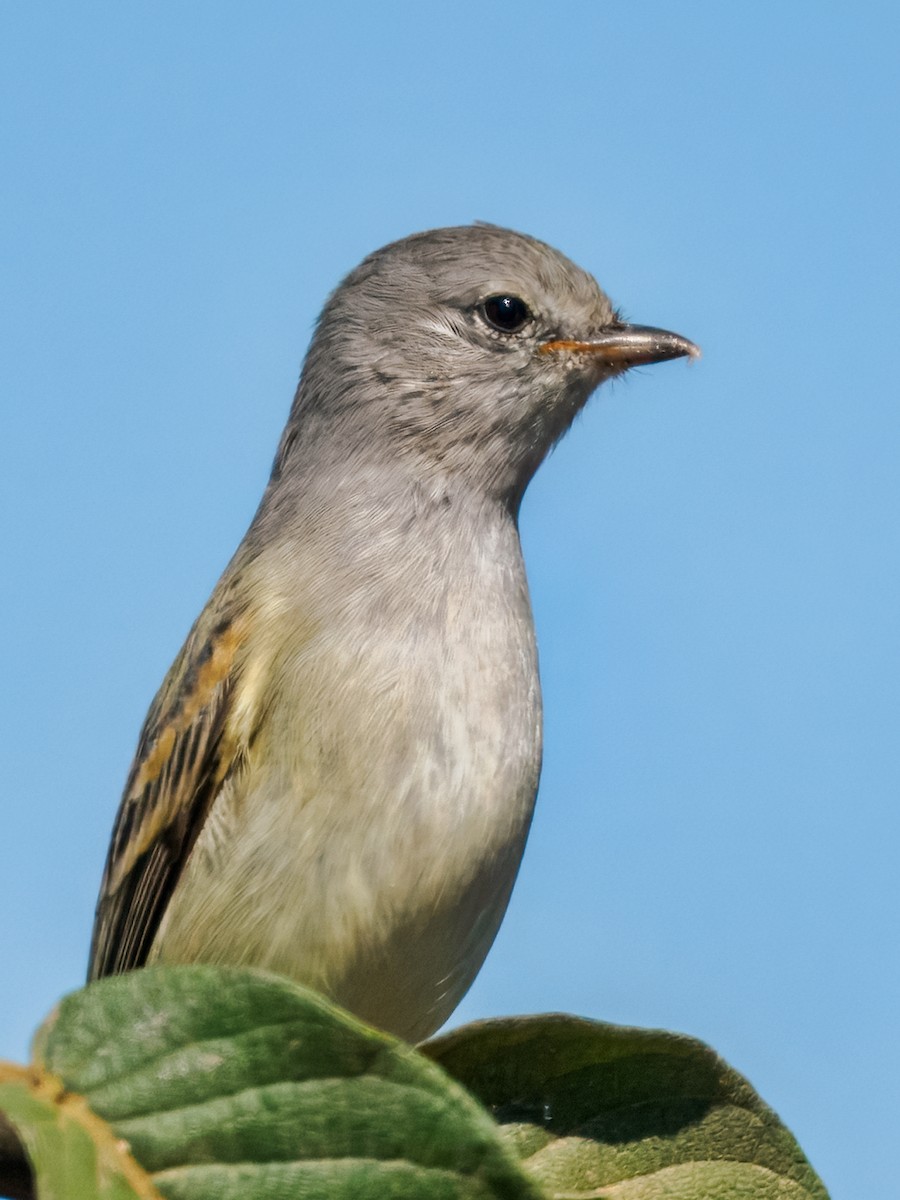 Plain Tyrannulet - ML640253091