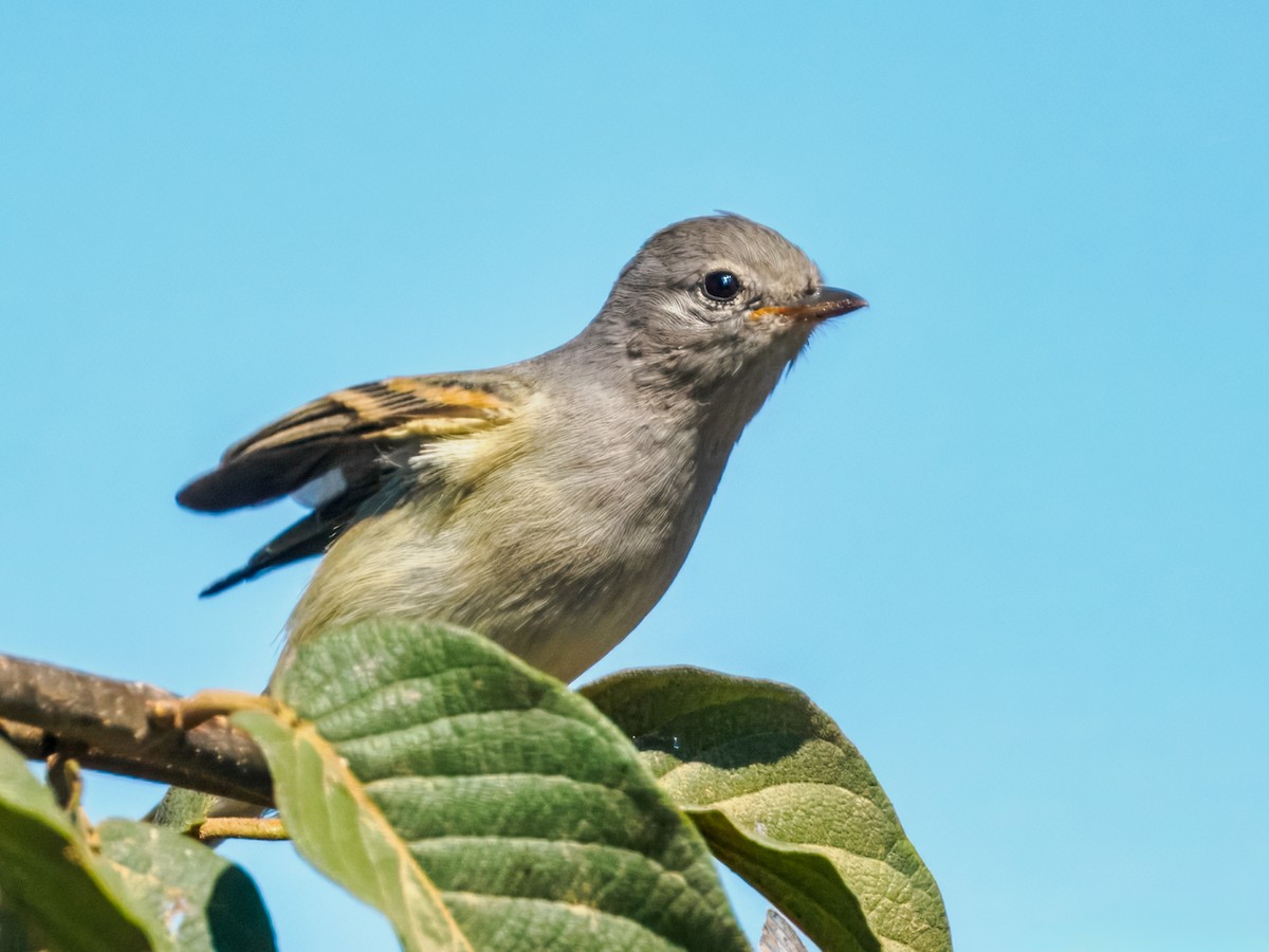 Plain Tyrannulet - ML640253092