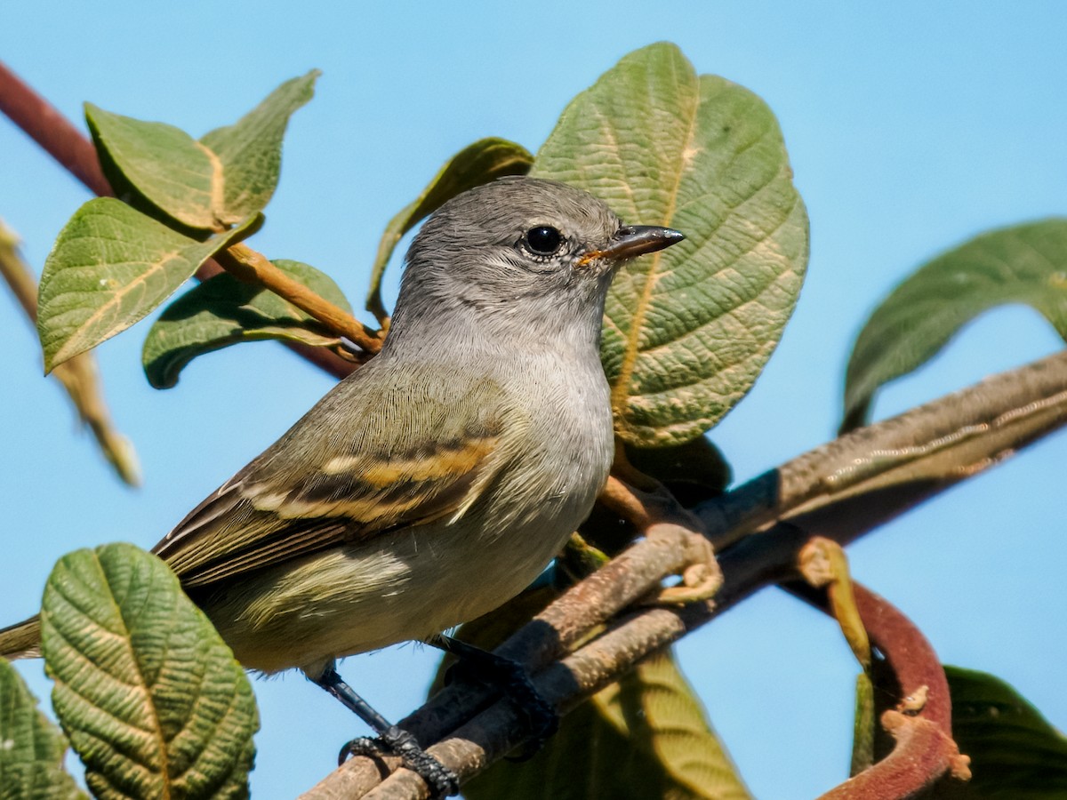 Plain Tyrannulet - ML640253093
