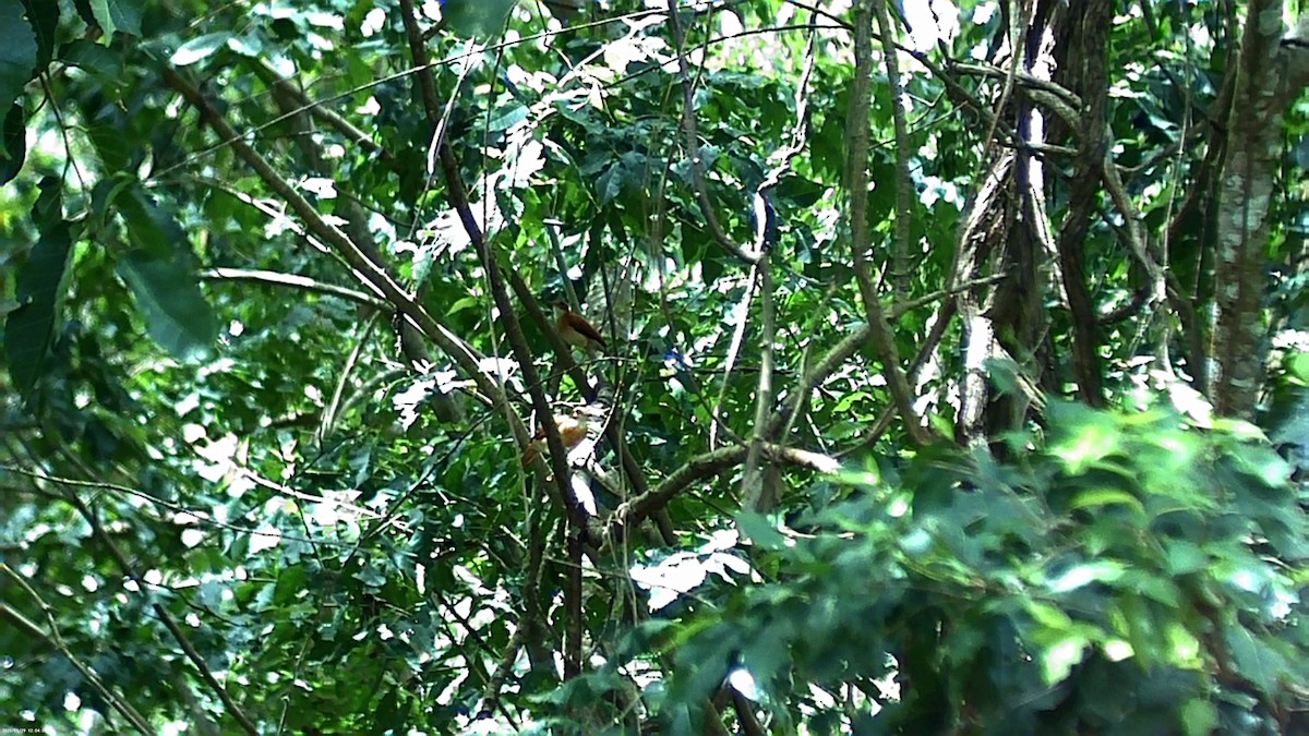 Fournier du Venezuela - ML640253095