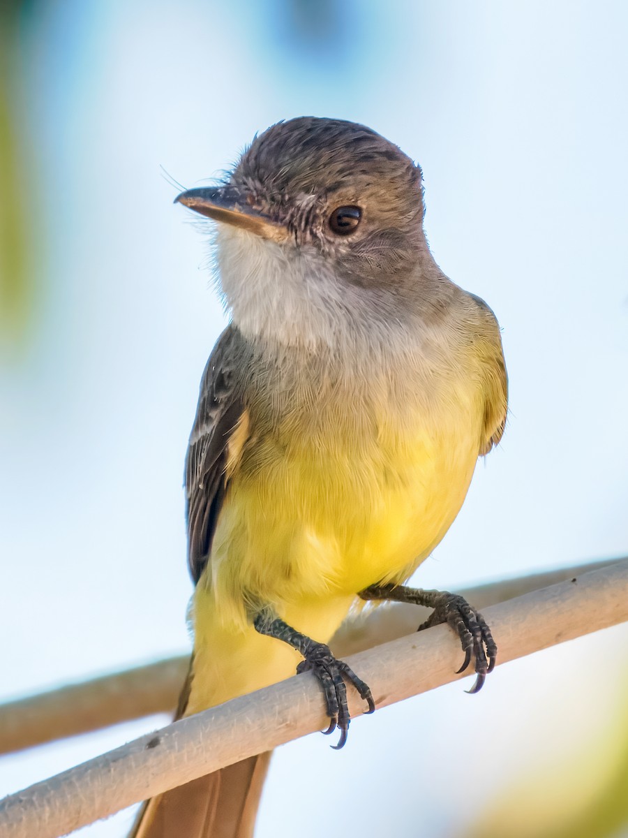 Southern Scrub-Flycatcher - ML640253152