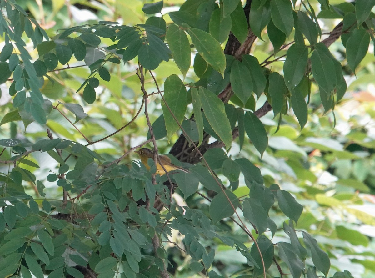 Martens's Warbler - ML640253157