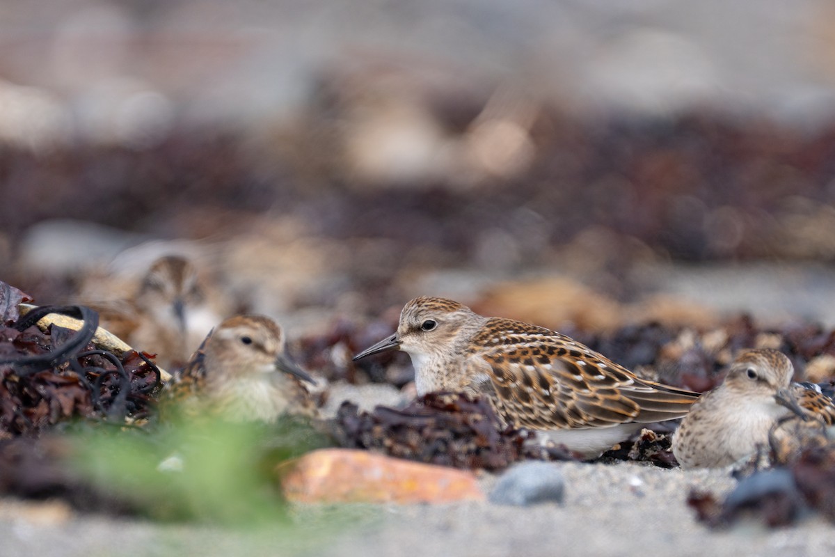Least Sandpiper - ML640253163