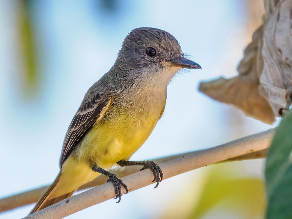 Southern Scrub-Flycatcher - ML640253175