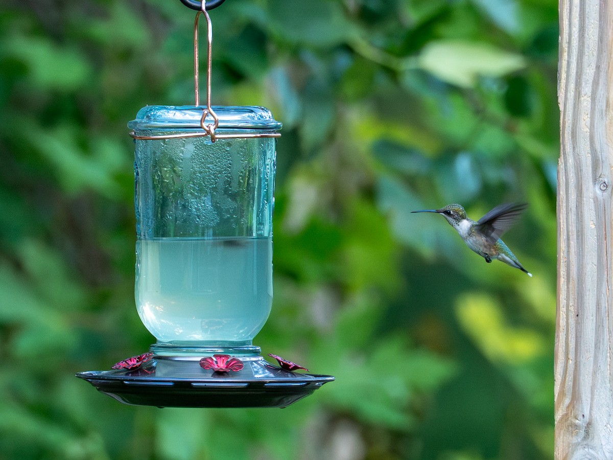 Ruby-throated Hummingbird - ML640253177