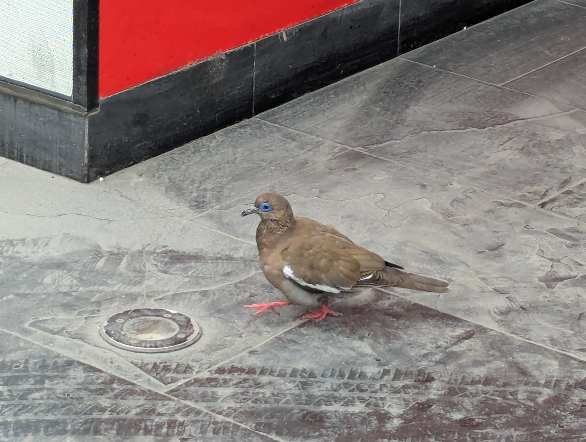 West Peruvian Dove - ML640253180