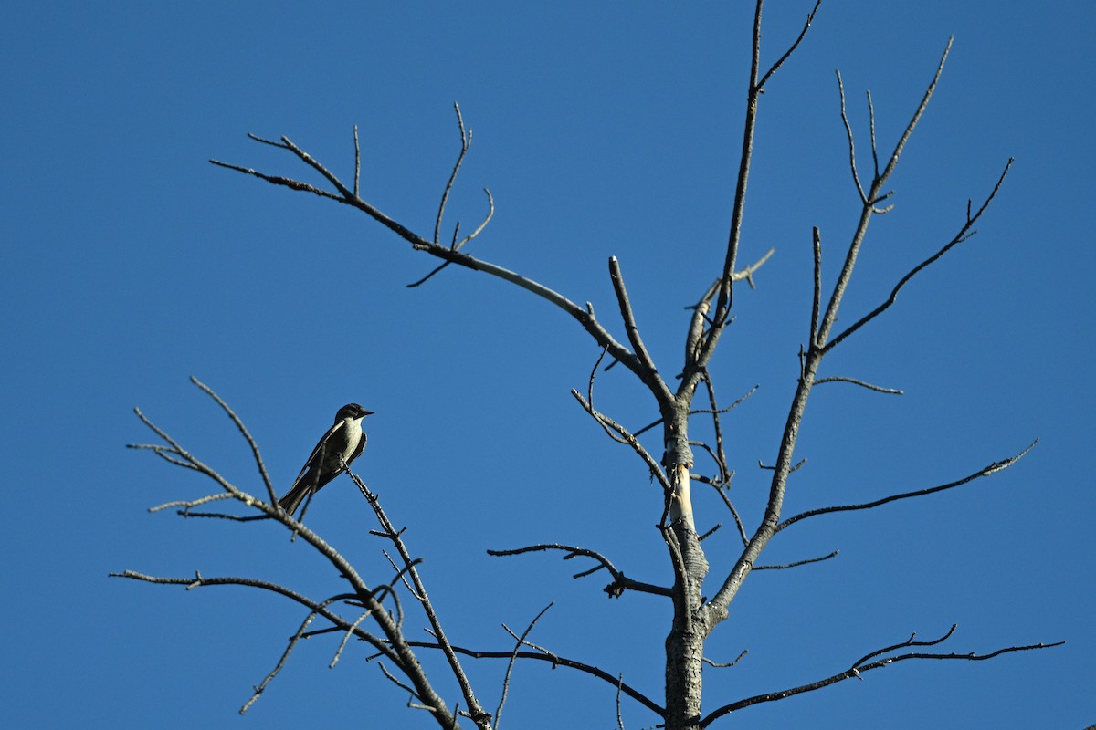Dusky-capped Flycatcher - ML640253194